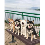 The Çýbēř Cult