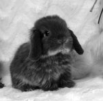 dusty angels <3