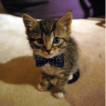 DA Cat Squad MEOW!