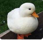 The duckey squad!
