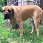 Rest In Peace Mack My Dog
