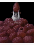 Raspberry rat