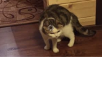 XD bandit