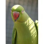BIRBS BE BIRBS