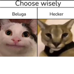 beluga is coolll