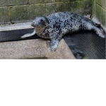 Seal Group Cute