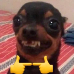 taco and fox team