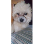 Diggie The Dog