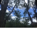 Nature loving forest