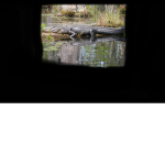 Alligator Studio