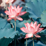 ‘ lotus