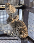 Project Snowy Snep Border