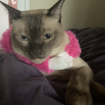 Support The Kittys
