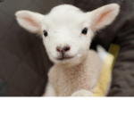 The Sheep Group!