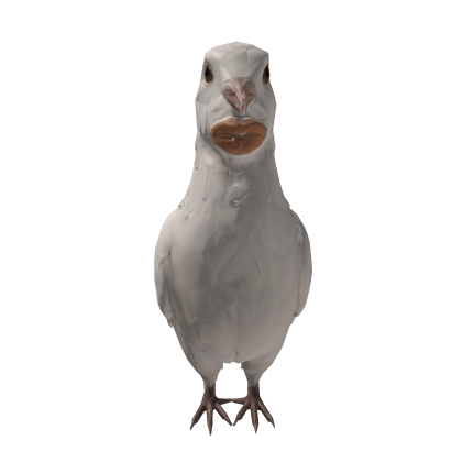 Sigeon Whispering Pigeon White Pet