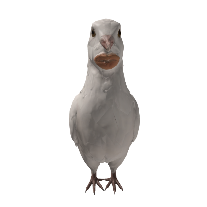 Sigeon Whispering Pigeon White Pet