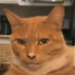 CatsForTheBest