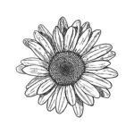 Just Daisies