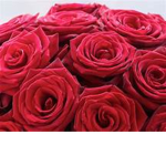 Rose’s Are Red