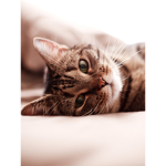 Cat back in