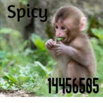 El grupo de sammy