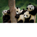 ~~Panda squad~~