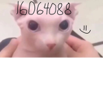 yukih