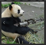 The Grumpy Pandas