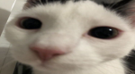 Alphakittygaming squad