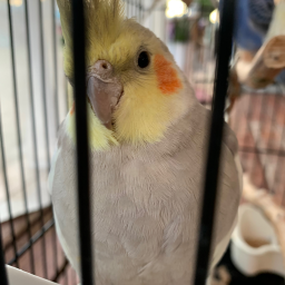 Place for parrots