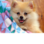 baby doge