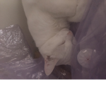 spider is my cat