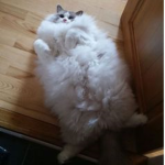 Fluffy Fat Cat's!!!