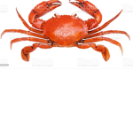The Crab Amy