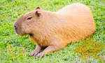 Capybara crew!!!!!!