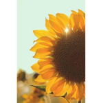 ~ “Sunflower Squad*~