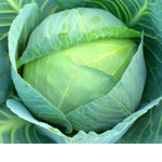 Cabbage Nation
