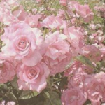-rosez-