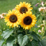 Bubbly Sunflower Army