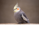 Cockatiel Games