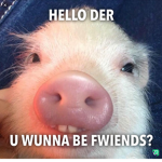 pigy time