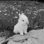 XxRandomGroupxX