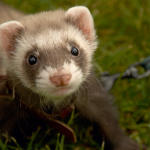 Welcome Fellow Ferrets