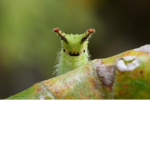 Caterpillar Army