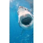 The sharks19998