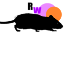 Rodent Wear