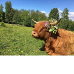 Official Moo Squad