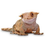 Crested Gecko Fan Club