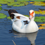 The good duck