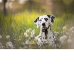 Spotty pup